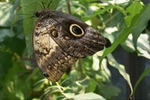 Owl-butterfly